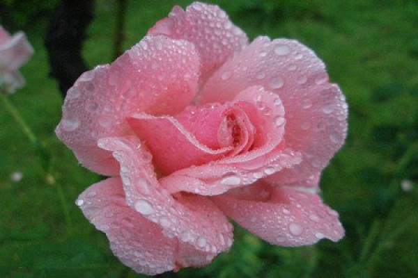 Chinese rose