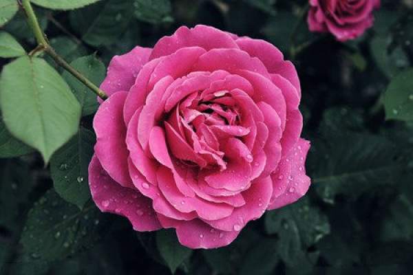 Chinese rose
