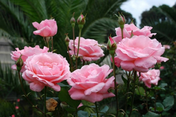 blooming Chinese rose