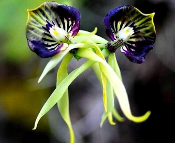 sepals of Octopus orchid