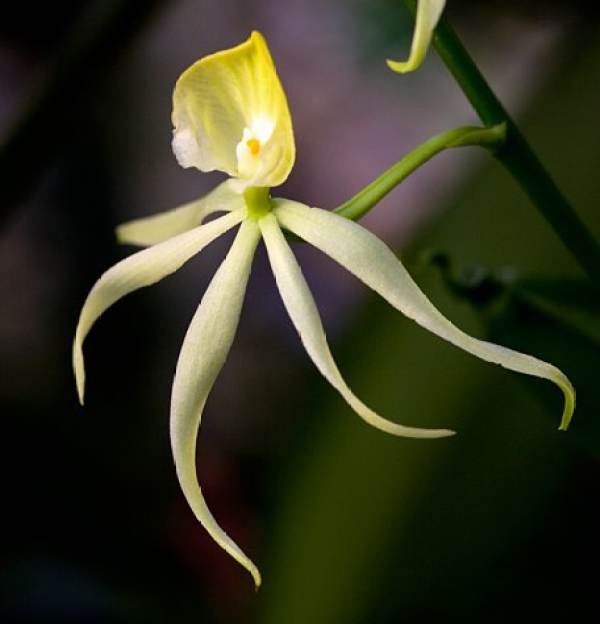 sepals of Octopus orchid