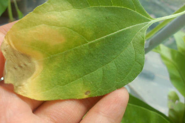 Sunflower leaves turn yellow