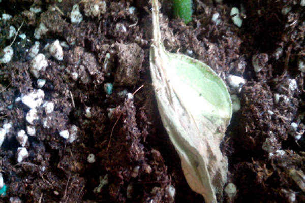 Sunflower leaves turn yellow