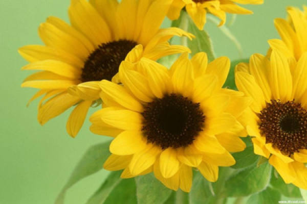 Sunflowers in full bloom