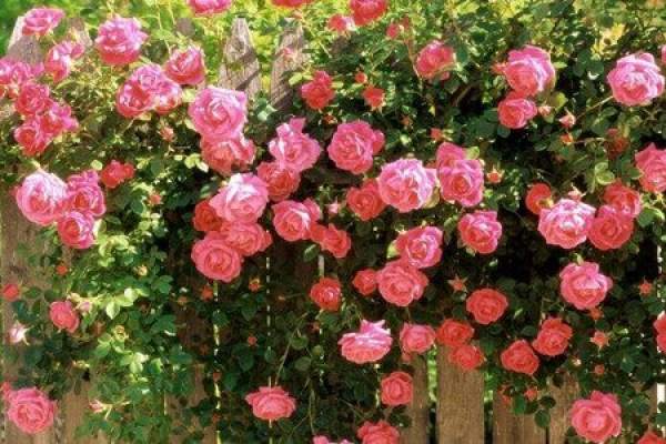 rose girdling rose girdling