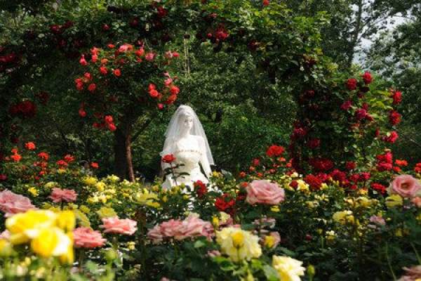 view of rose scenery
