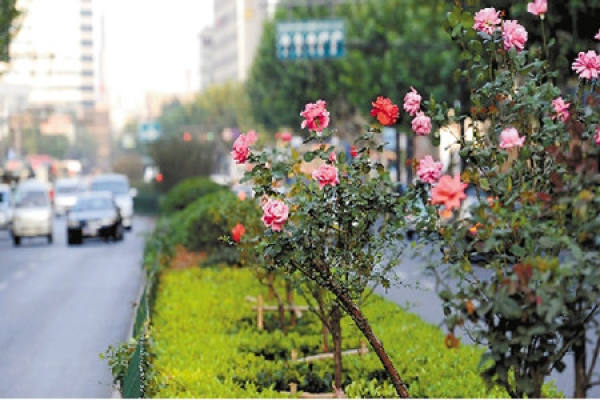 view of rose scenery