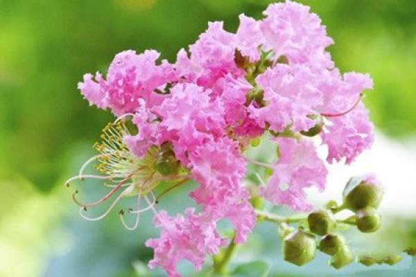 Lagerstroemia soil