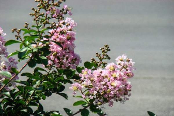 Lagerstroemia soil