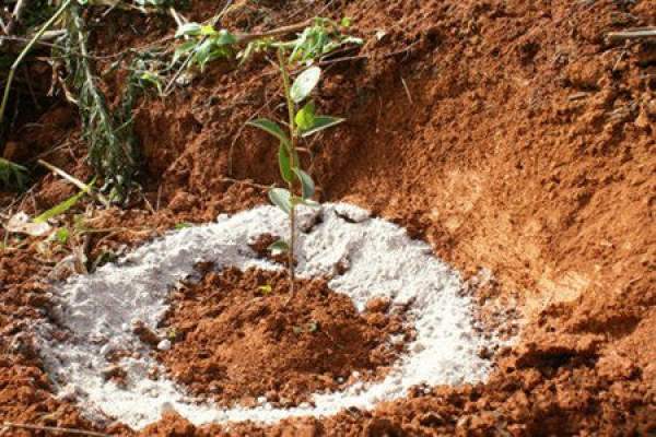 Lagerstroemia soil
