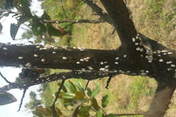 crape myrtle soil
