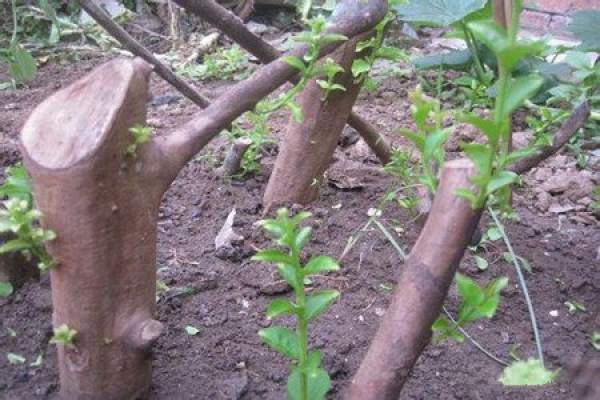Grafting propagation of Lagerstroemia indica