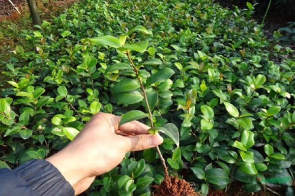 Grafting propagation of Lagerstroemia indica