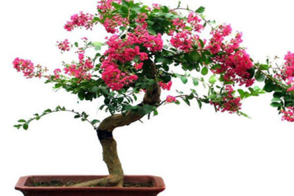 Lagerstroemia indica flower pruning