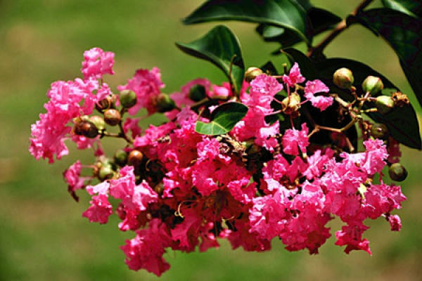 Lagerstroemia indica flower pruning