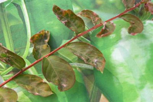 Lagerstroemia indica flower pruning