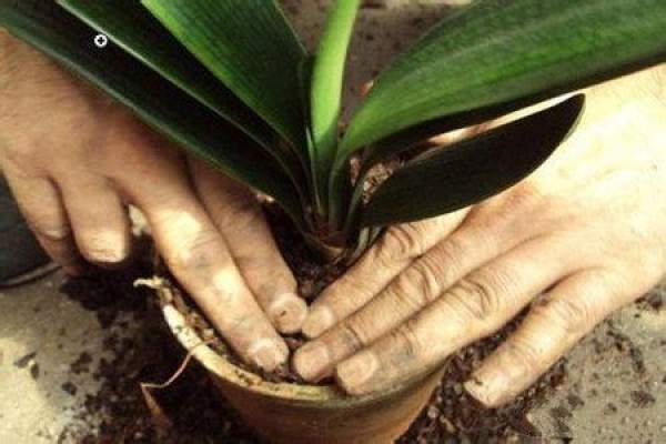 Base fertilize for clivia miniata