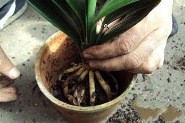 Base fertilize for clivia miniata