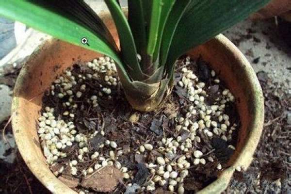application of basal fertilizer to Clivia