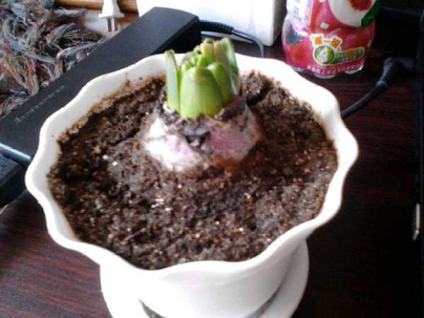 Hyacinth bulb