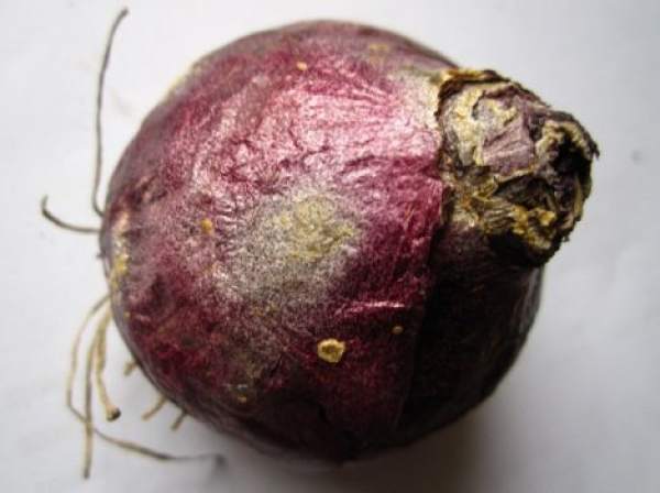 Hyacinth seed ball