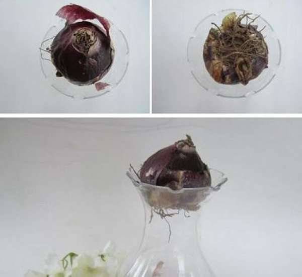Hyacinth seed ball