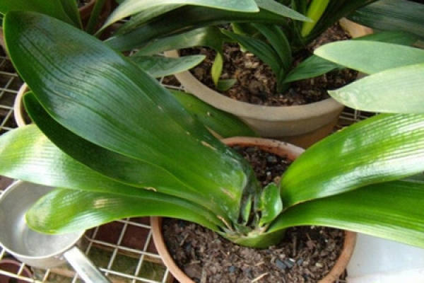 monarch orchid sucks heart