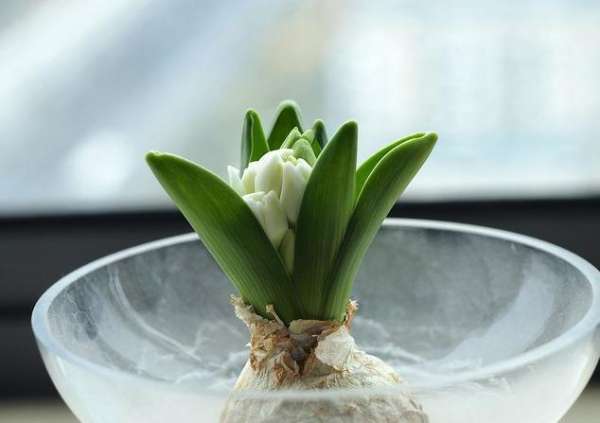 Hyacinth seed ball