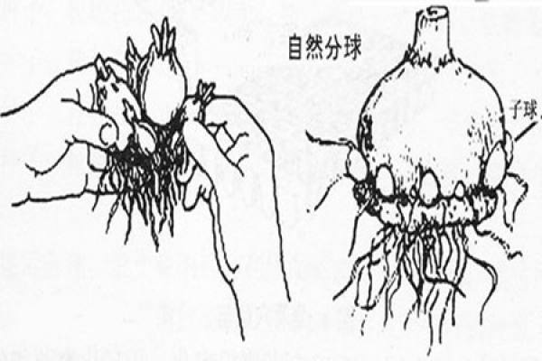 Bulb-dividing propagation method of hyacinth