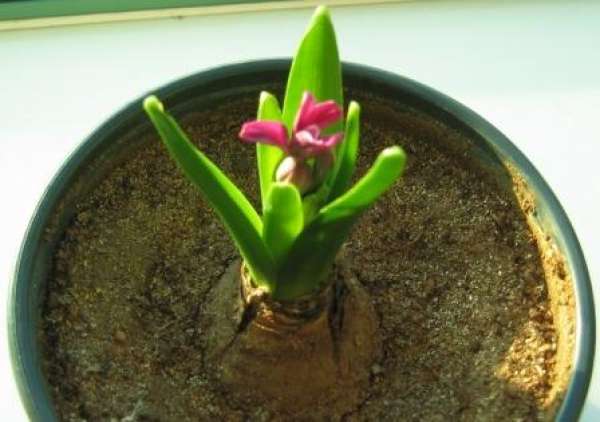 Bulb-dividing propagation method of hyacinth