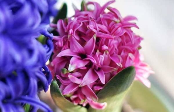 the method of hyacinth propagation
