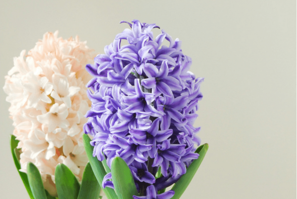 the method of hyacinth propagation