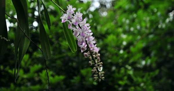 Nail orchid's need for sunlight