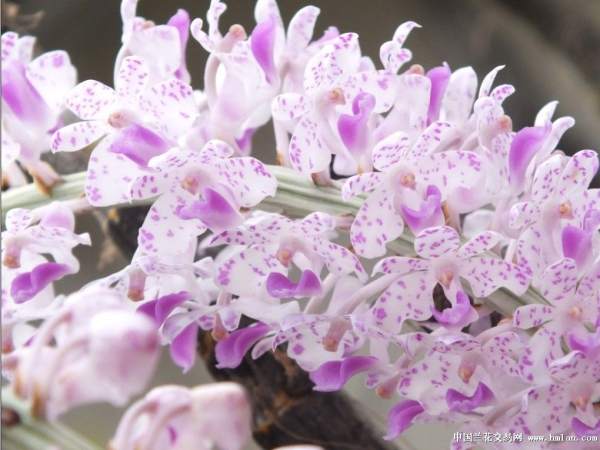 the sunshine demand of the orchid