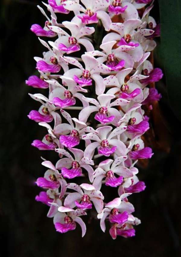 the sunshine demand of the orchid