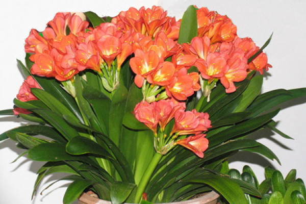 Clivia miniata pictures
