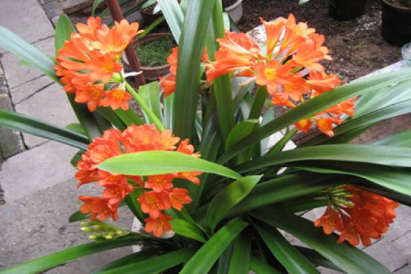 Clivia miniata pictures