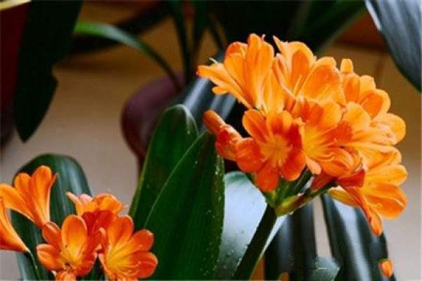 Clivia miniata pictures