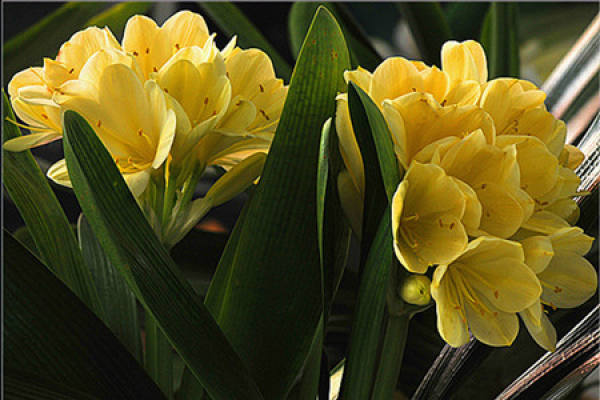 Clivia miniata pictures