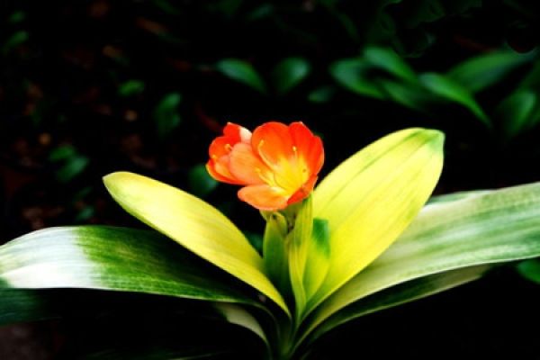 Clivia miniata pictures