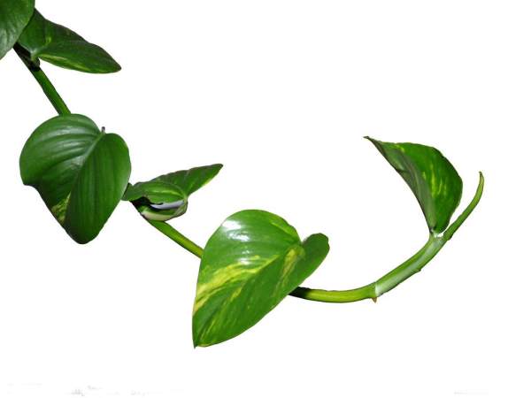 Water for scindapsus potted landscape