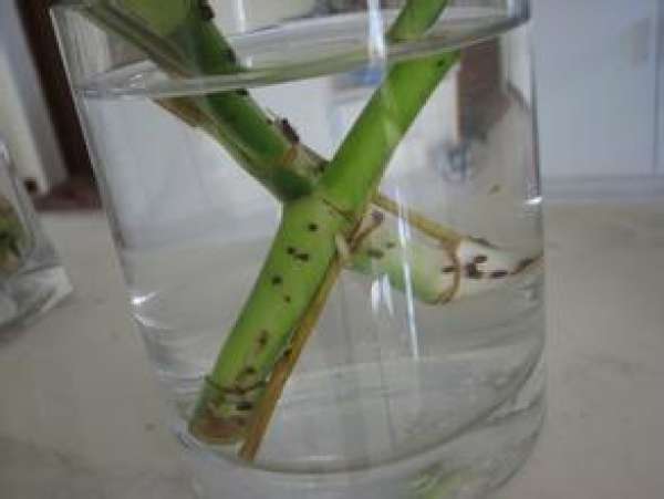 water for bonsai with pineapple