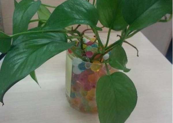 water for bonsai with pineapple