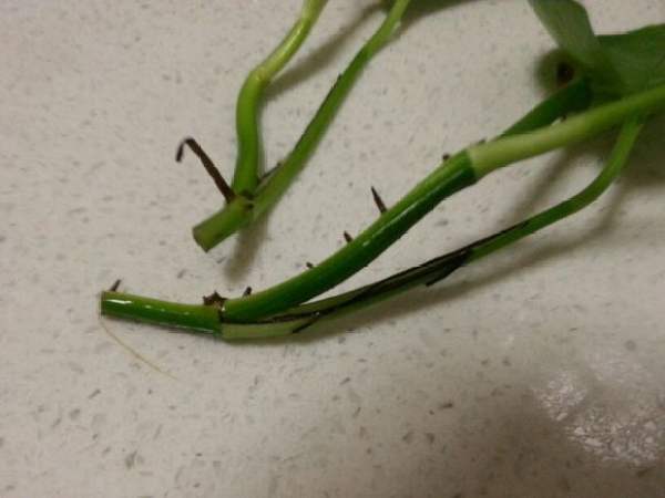Scindapsus aureum rhizome