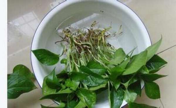 Scindapsus aureum rhizome