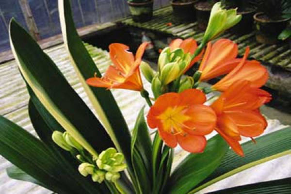 picture of potted Clivia