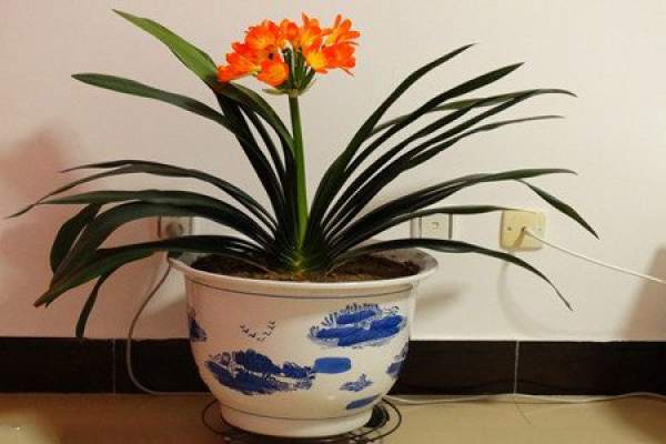 picture of potted Clivia