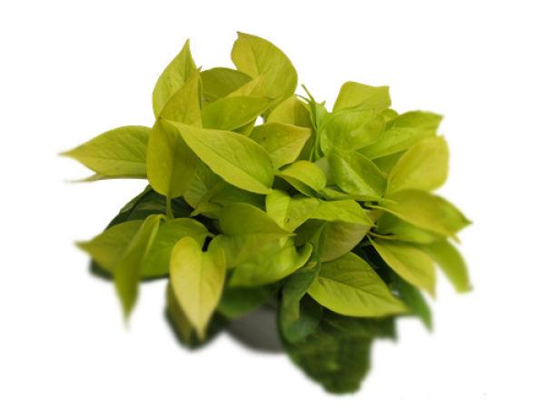 Scindapsus viridis