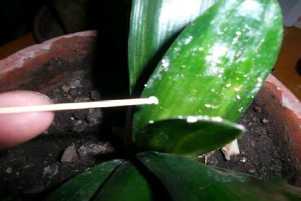 Control of Scale Insect in Clivia miniata