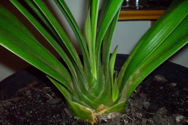 control of scale insects in Clivia
